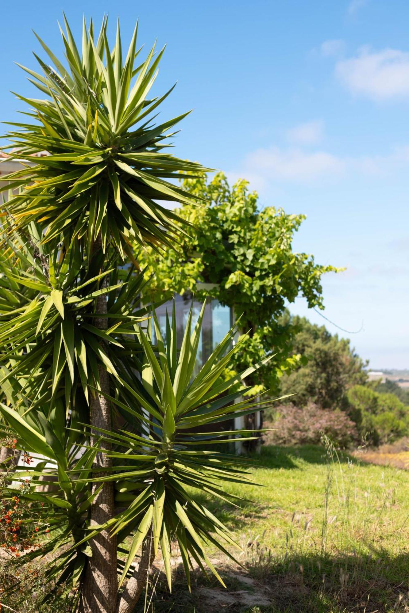 Monte Da Urze Aljezur - Agroturismo エクステリア 写真