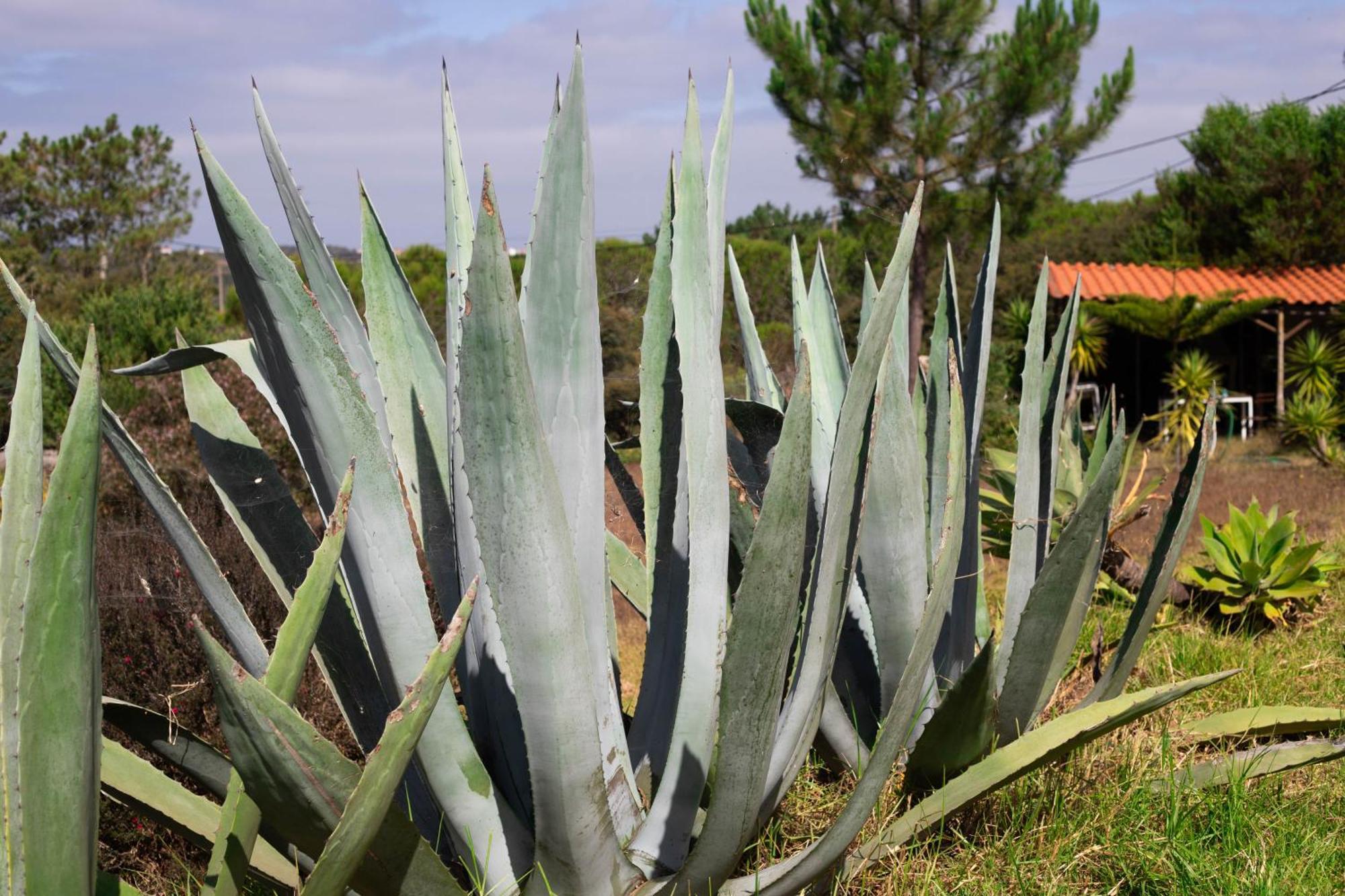 Monte Da Urze Aljezur - Agroturismo エクステリア 写真