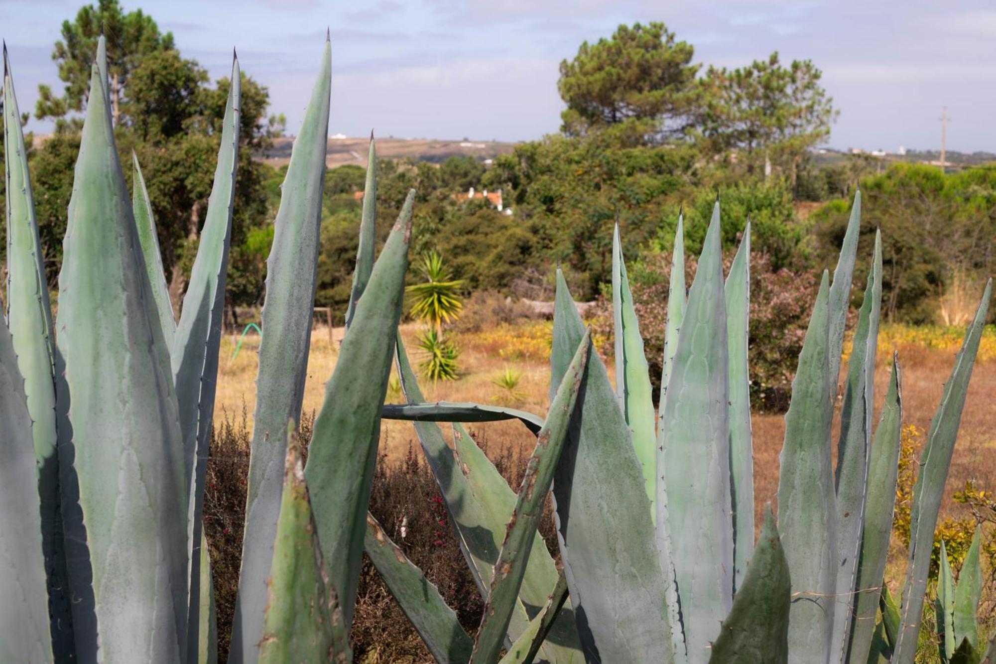 Monte Da Urze Aljezur - Agroturismo エクステリア 写真